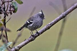 Taurillon gris