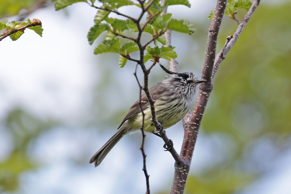 Tufted Tit-Tyrantadult