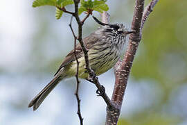 Tufted Tit-Tyrant