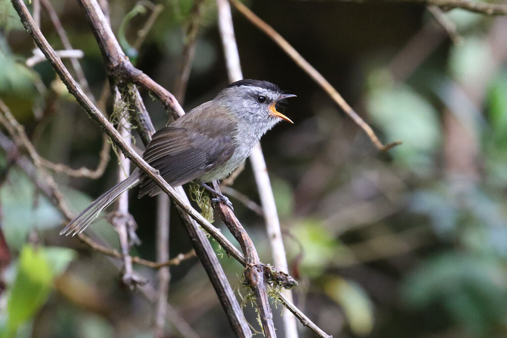 Unstreaked Tit-Tyrantadult, song