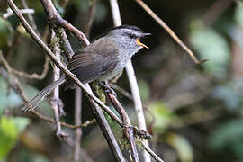 Unstreaked Tit-Tyrant