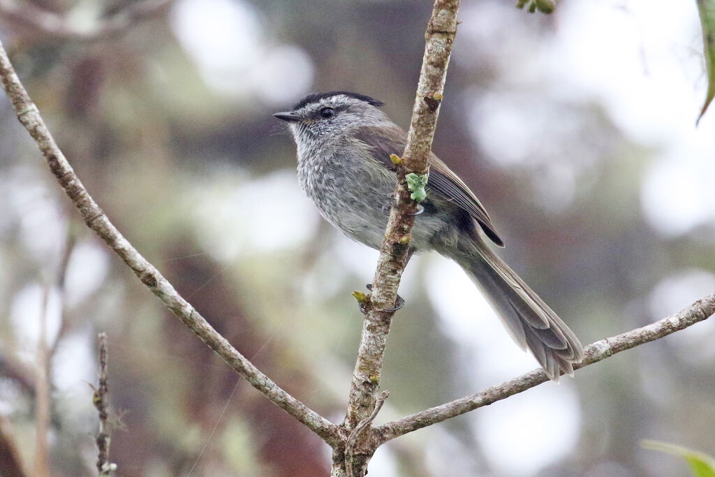 Unstreaked Tit-Tyrantadult