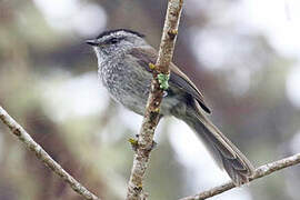 Unstreaked Tit-Tyrant