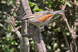 Brown-crowned Tchagra