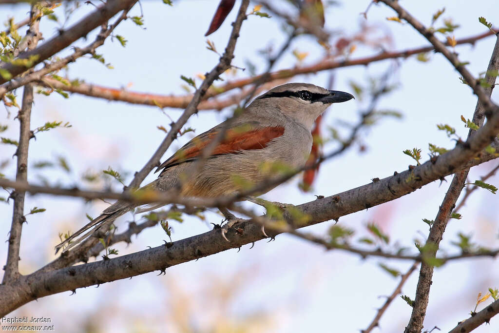 Three-streaked Tchagraadult, identification