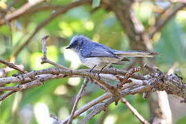 White-tailed Blue Flycatcher