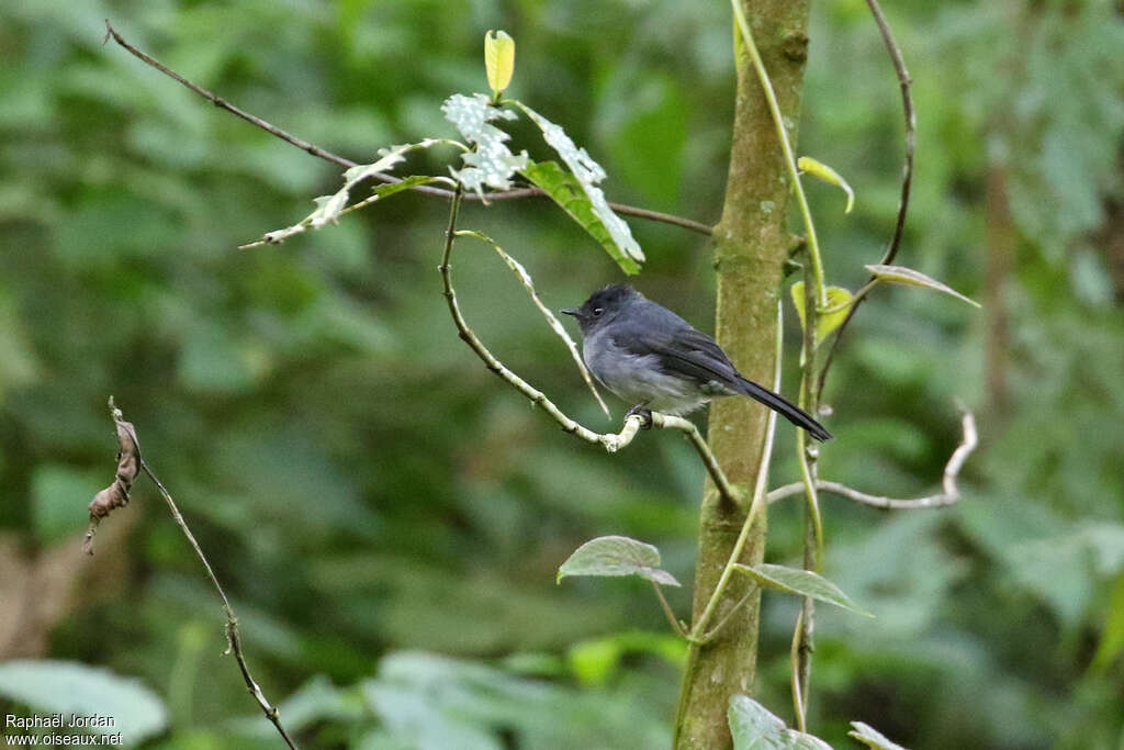 White-bellied Crested Flycatcheradult, identification