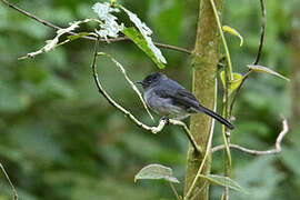 White-bellied Crested Flycatcher