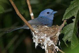 Pale-blue Monarch