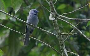 Pale-blue Monarch