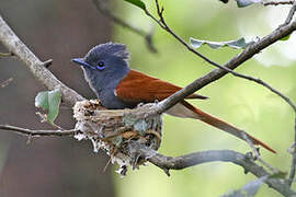 African Paradise Flycatcher