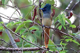 Tenggara Paradise Flycatcher