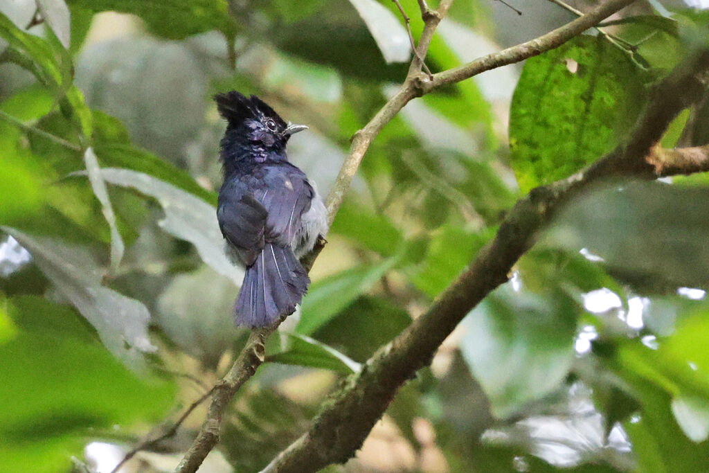 Blue-headed Crested Flycatcheradult