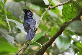 Blue-headed Crested Flycatcher
