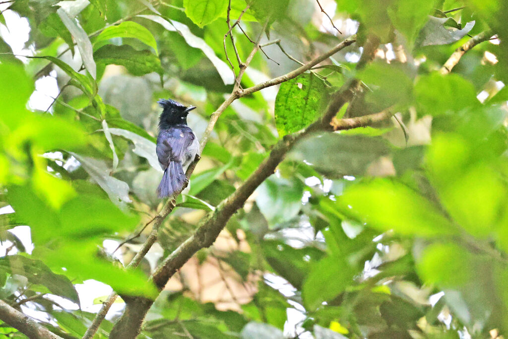 Blue-headed Crested Flycatcheradult