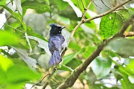 Blue-headed Crested Flycatcher