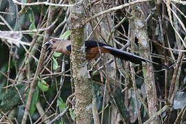 Bornean Treepie