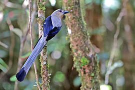 Bornean Treepie