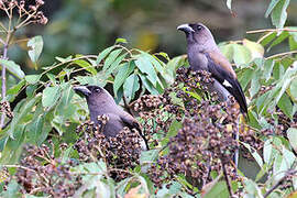 Grey Treepie