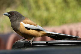 Rufous Treepie