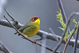 Chestnut-headed Tesia