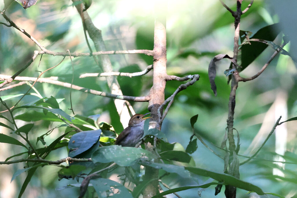 Russet-capped Tesiaadult, song