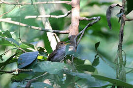 Russet-capped Tesia