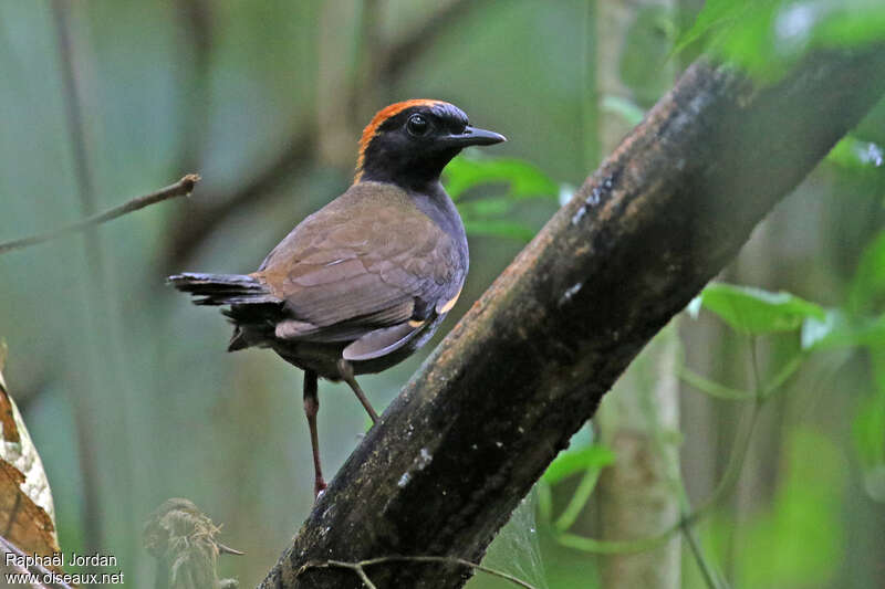 Rufous-capped Antthrush male adult, identification