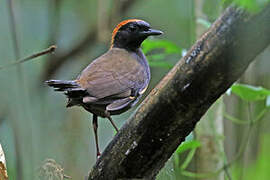 Rufous-capped Antthrush