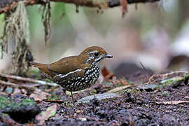 Schwartz's Antthrush