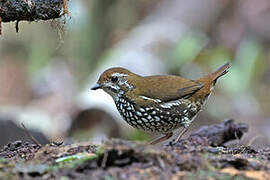 Schwartz's Antthrush