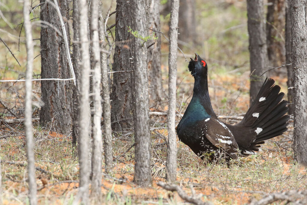 Black-billed Capercaillie