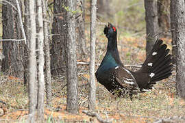 Black-billed Capercaillie