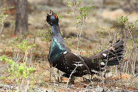 Black-billed Capercaillie