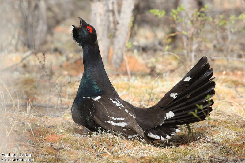 Black-billed Capercaillie male adult breeding, pigmentation, courting display