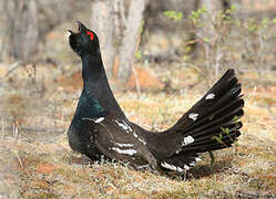 Black-billed Capercaillie