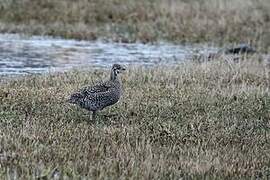 Sharp-tailed Grouse