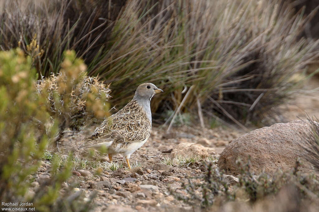 Grey-breasted Seedsnipe male adult, habitat