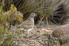 Grey-breasted Seedsnipe