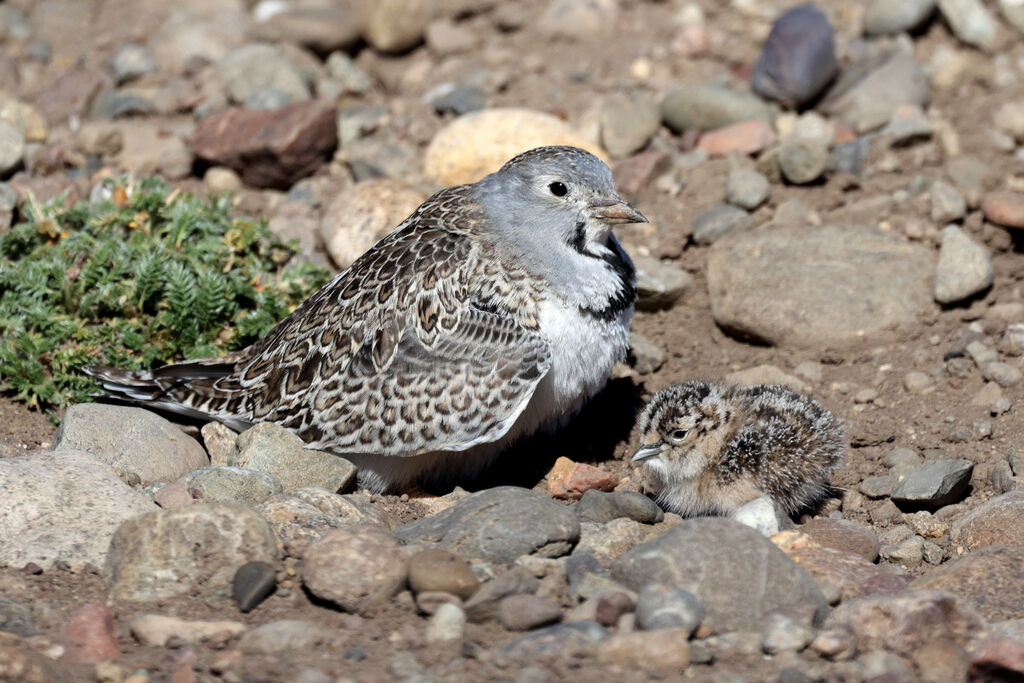 Least Seedsnipe male adult, Reproduction-nesting