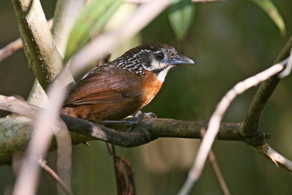 Spot-necked Babbleradult