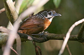 Spot-necked Babbler