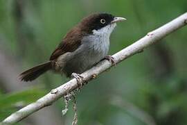 Dark-fronted Babbler