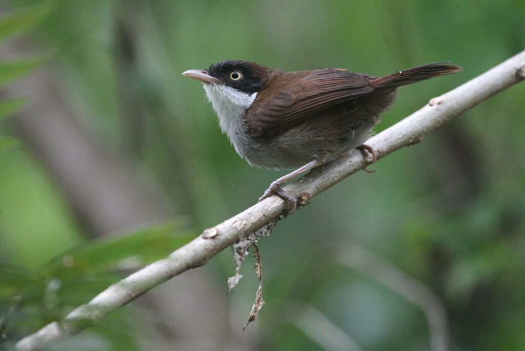 Dark-fronted Babbleradult