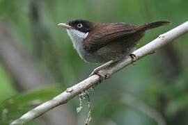 Dark-fronted Babbler