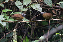 Grey-throated Babbler