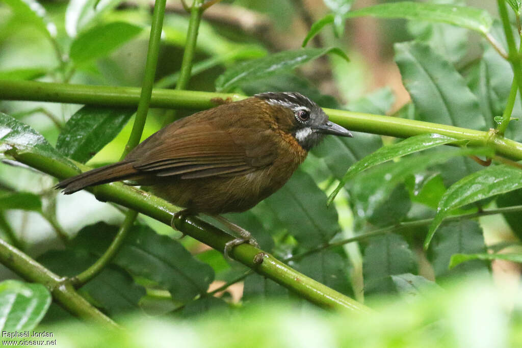 Timalie à tête rayéeadulte, identification