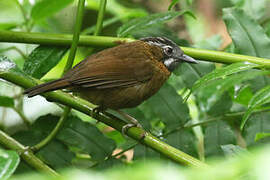 Grey-throated Babbler