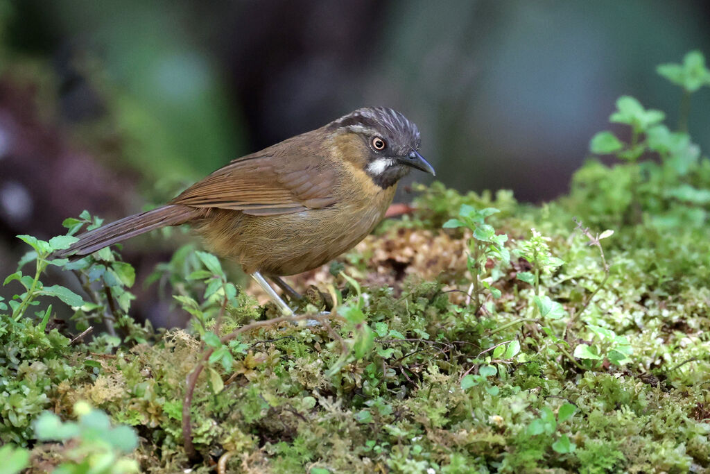 Grey-throated Babbler