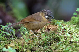 Grey-throated Babbler